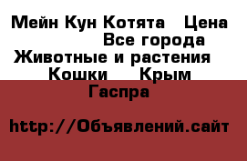 Мейн Кун Котята › Цена ­ 15 000 - Все города Животные и растения » Кошки   . Крым,Гаспра